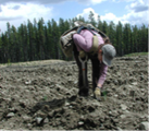 plantingHR.png